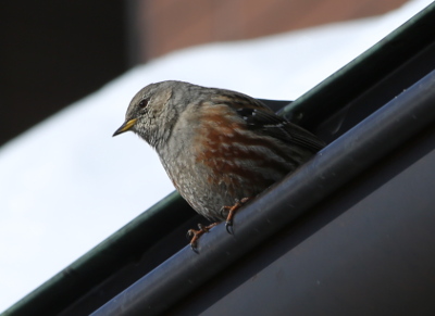 Alpine Accentor