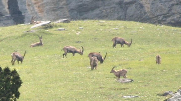 Alpine Ibex