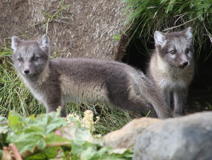 Arctic Fox