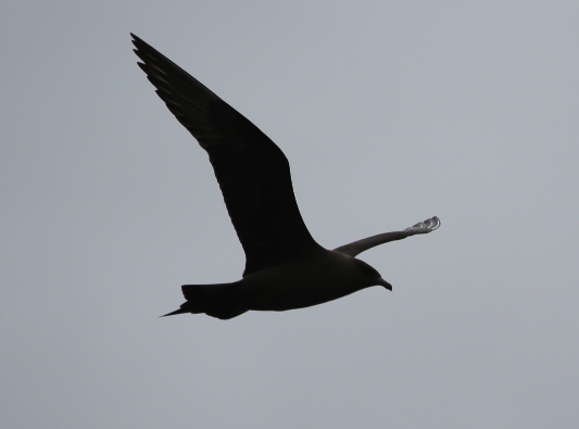 Arctic Skua