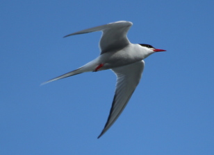 Arctic Tern