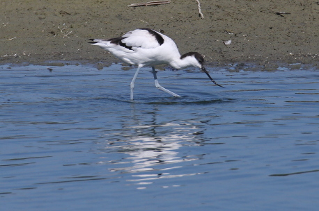 Avocet