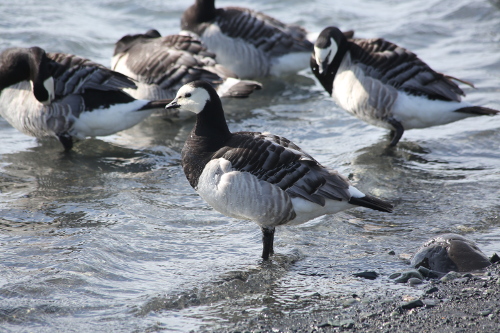 Barnacle Goose