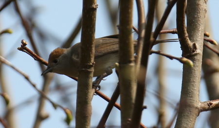 Blackcap ♀