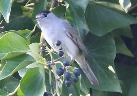 Blackcap ♂