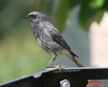 Black Redstart