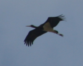 Black Stork