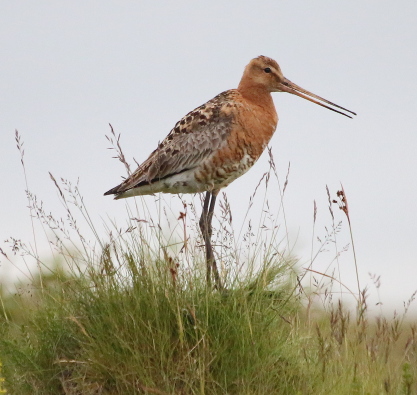 Black-tailed Godwit