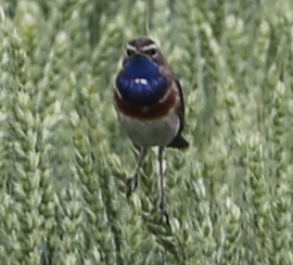 Bluethroat