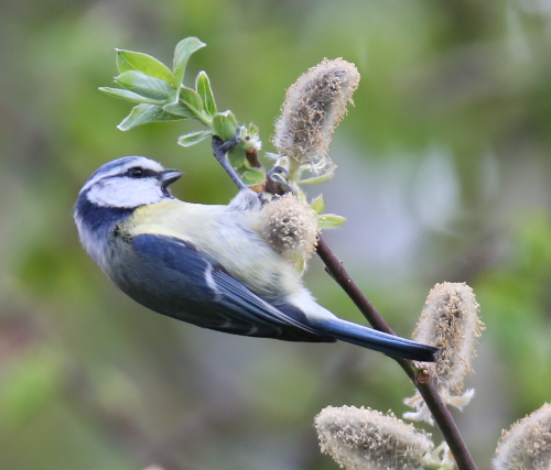 Blue Tit