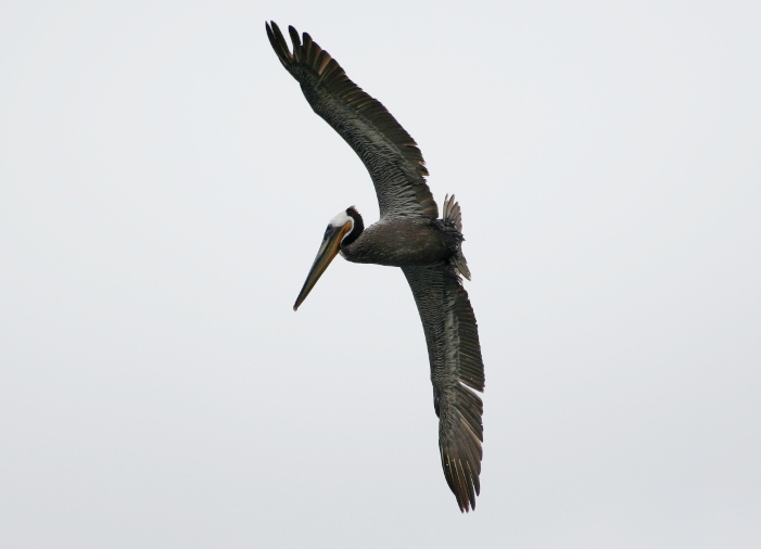 Brown Pelican