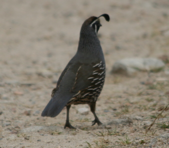 California Quail