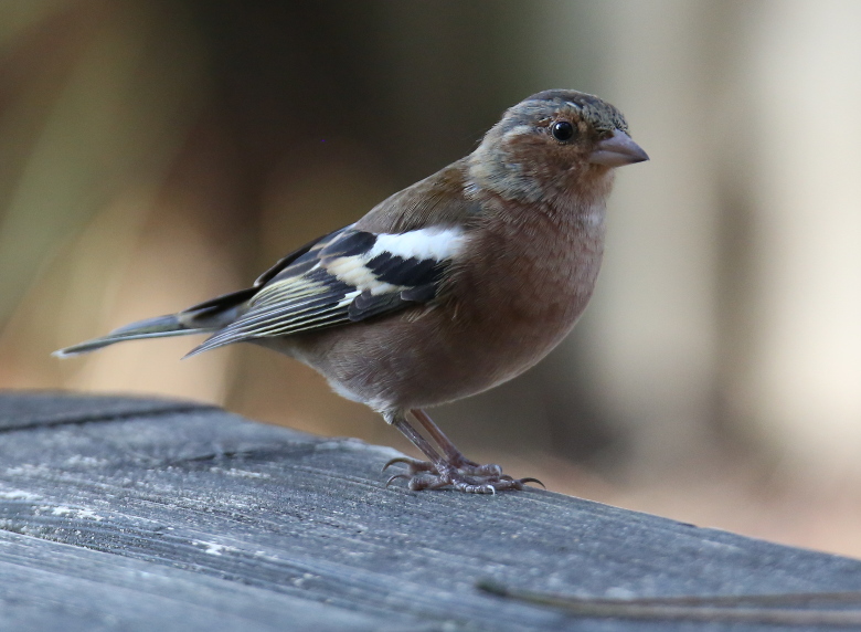 Chaffinch