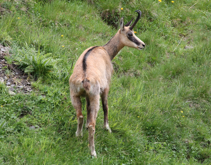 Chamois