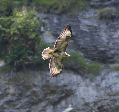 Common Buzzard