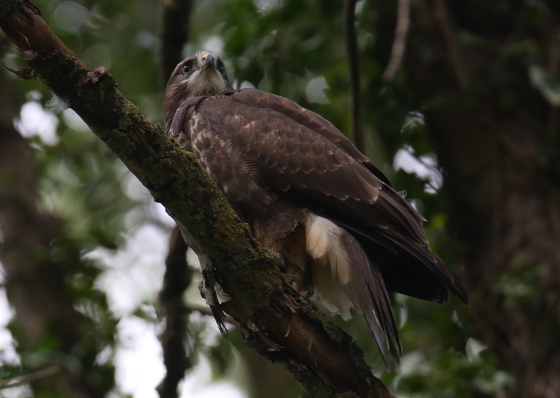 Common Buzzard