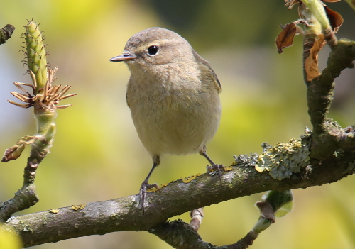 Chiffchaff