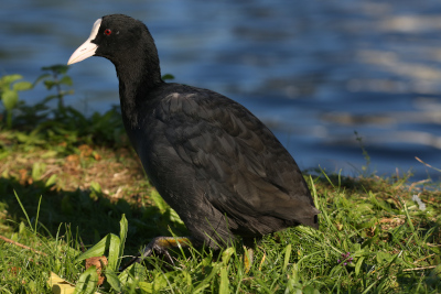 Common Coot