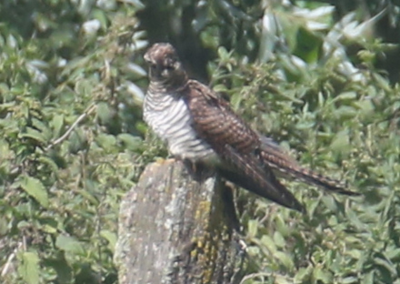 Common Cuckoo