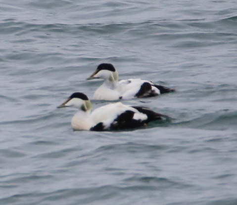 Common Eider