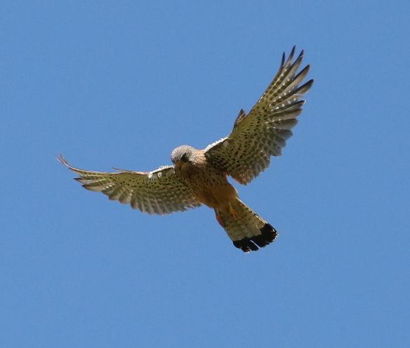 Common Kestrel