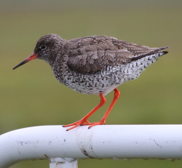 Common Redshank