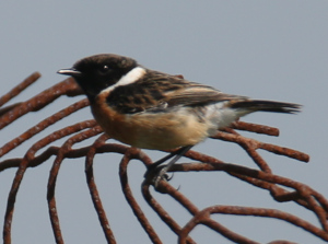 Common Stonechat