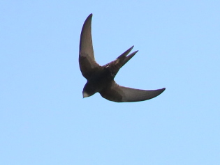 Common Swift