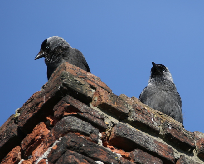 Eurasian Jackdaw