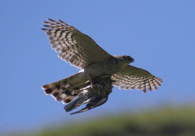 Eurasian Sparrowhawk