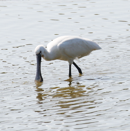 Eurasian Spoonbill