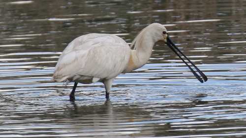 Eurasian Spoonbill