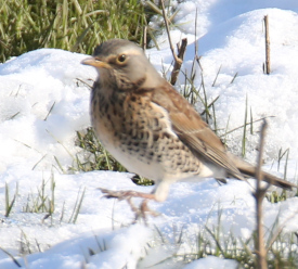 Fieldfare