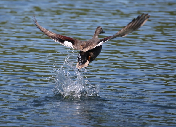 Gadwall