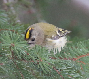 Goldcrest