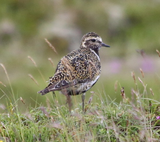 Golden Plover