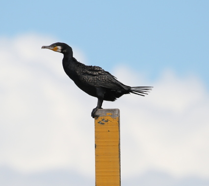 Great Cormorant