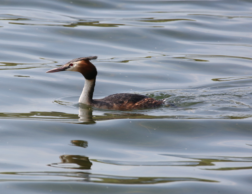 Great Crested Grebe