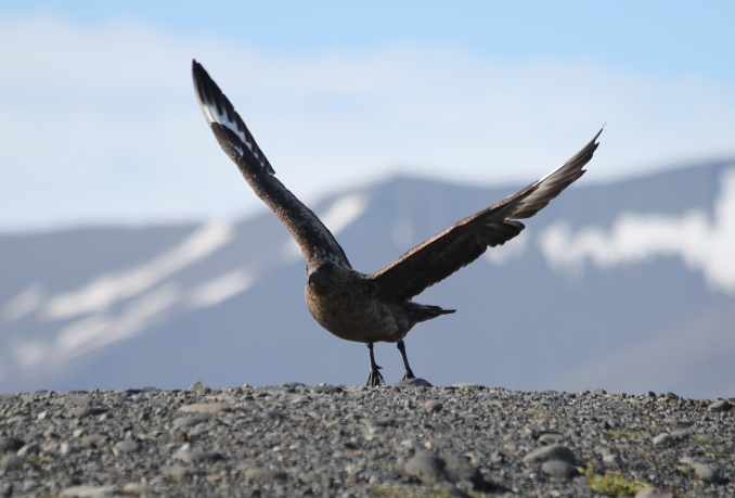 Great Skua