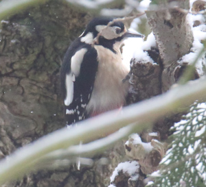 Great Spotted Woodpecker