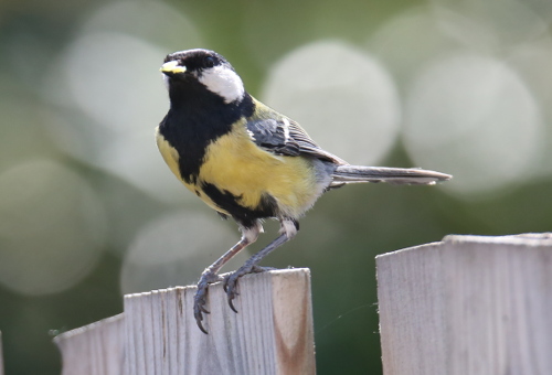 Great Tit