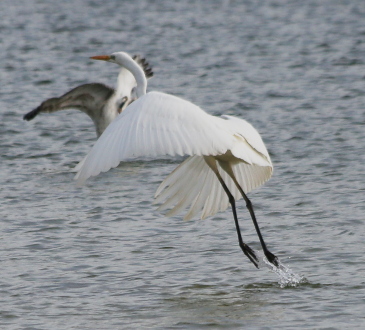 Great White Egret