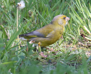 Greenfinch