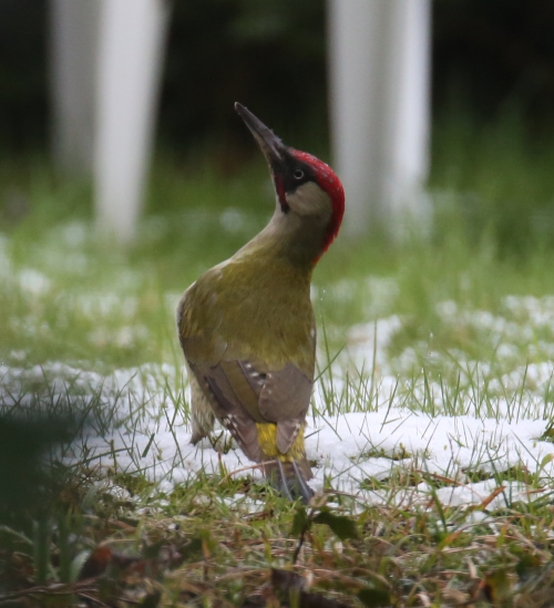 Green Woodpecker