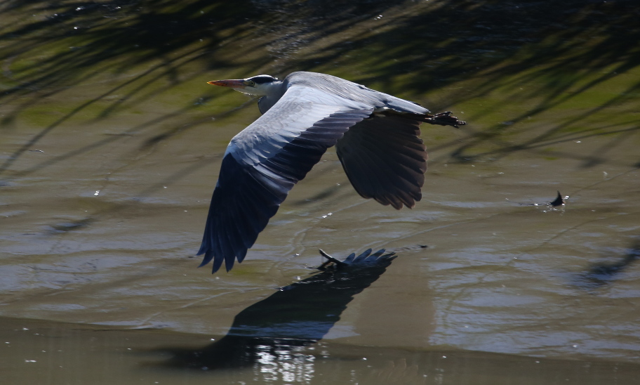 Grey heron