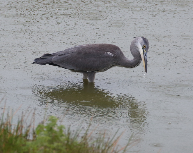 Grey heron