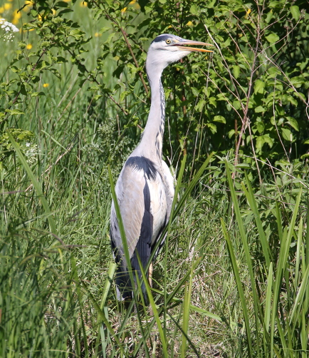 Grey heron