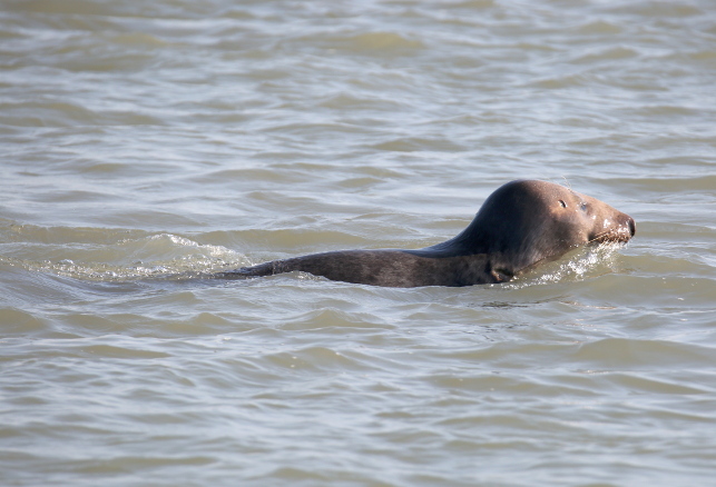 Grey Seal