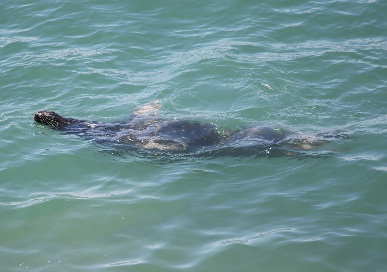 Grey Seal