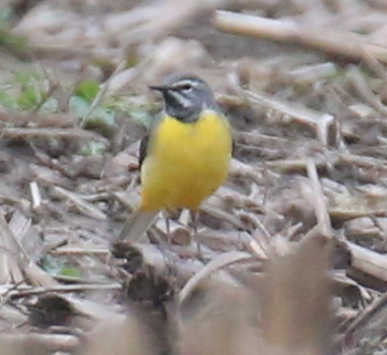 Grey Wagtail